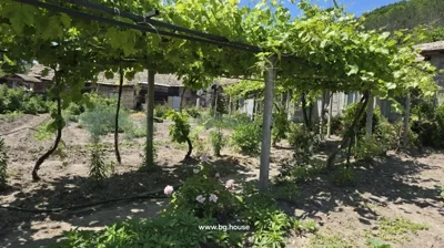 Garden space featuring grapevines supported by a trellis and a variety of flowering plants below