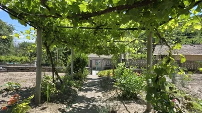 Shaded garden pathway beneath a grapevine-covered trellis surrounded by flowers and greenery