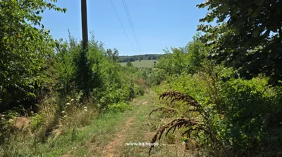 Pathway surrounded by dense green bushes and trees leading to open field and hills under blue sky