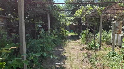 Garden area with trellis covered in vines and dense greenery surrounding a dirt path