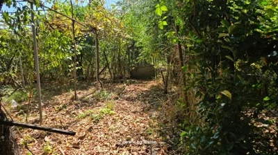 Garden with dry leaves, metal poles, and dense surrounding plants.
