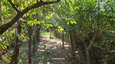 Garden pathway surrounded by trees and plants with sunlight filtering through.