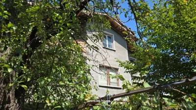 Three-storey house partially visible behind tree branches with green fruit.
