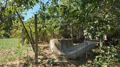 Garden area featuring trees, a concrete well cover, and a metal tub placed on the ground.