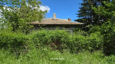 View of a house mostly hidden by thick bushes and trees with a clear blue sky above
