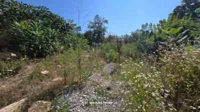 Garden area with gravel path and tall grass and plants under a clear blue sky.