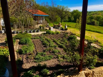 Rows of plants growing in a vegetable garden with potted plants arranged on a stone patio beside a white house with a red tiled roof.