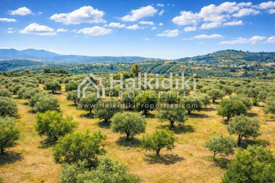 land-plot