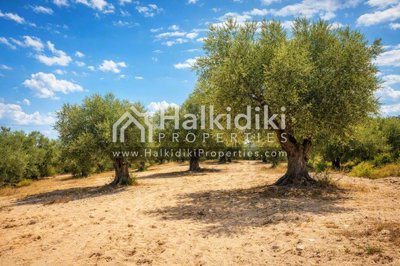 land-plot