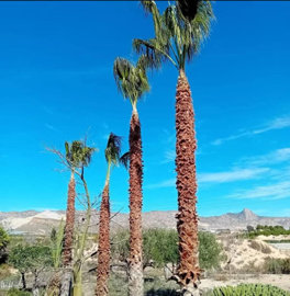 35043-for-sale-in-la-murada-11979895-large