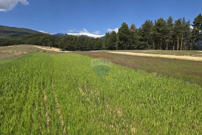 BACHEVO2