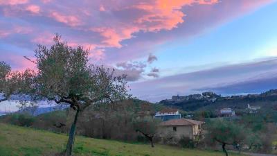 SO-with-olive-grove
