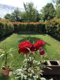 Back-garden-b