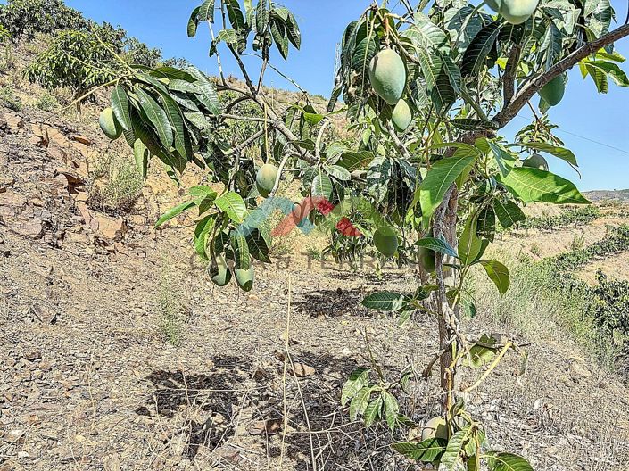 Image No.4-Land for sale