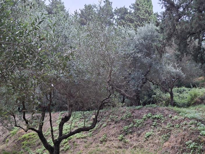 Image No.4-Land for sale
