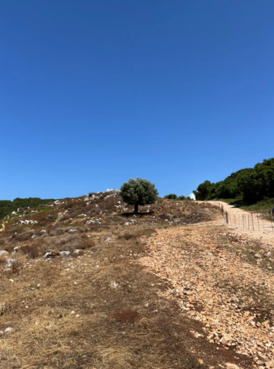 Image No.5-Land for sale