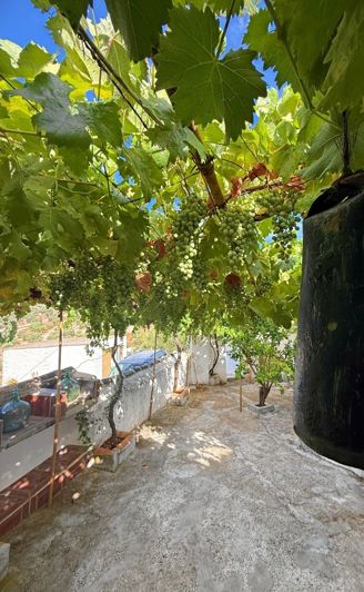 Image No.5-5 Bed Cortijo for sale