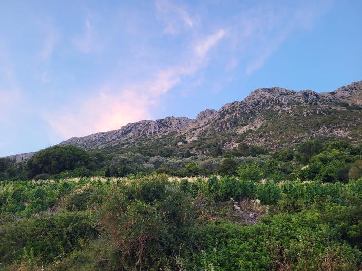 Image No.5-Terre à vendre à Vasiliki