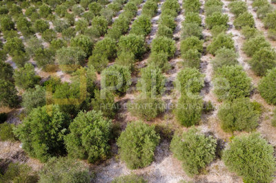 uredjen-maslinik-uz-more-600-maslina-zaton-doli-15000-m_2