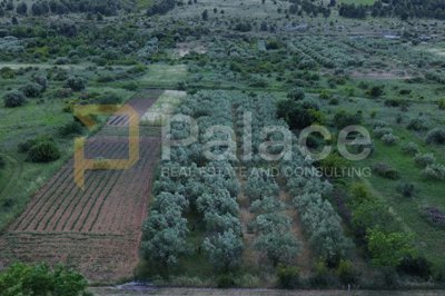 donje-polje-sibenik-poljoprivredno-zemljiste-s-40-maslina_4