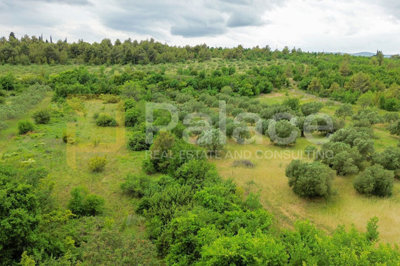 rodni-maslinik-s-19-maslina-uredno-odrzavan-1542-m2-skradin_2