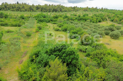 rodni-maslinik-s-19-maslina-uredno-odrzavan-1542-m2-skradin_3