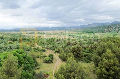 rodni-maslinik-s-19-maslina-uredno-odrzavan-1542-m2-skradin_4