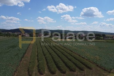poljoprivredno-zemljiste-popovac-5755-m-aronija-ekoloski_1