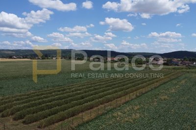 poljoprivredno-zemljiste-popovac-5755-m-aronija-ekoloski_3