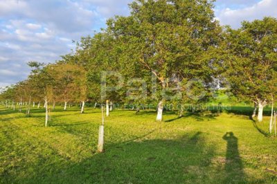 vocnjak-poljoprivredno-zemljiste-petrijevci-10500m2-prilika_1