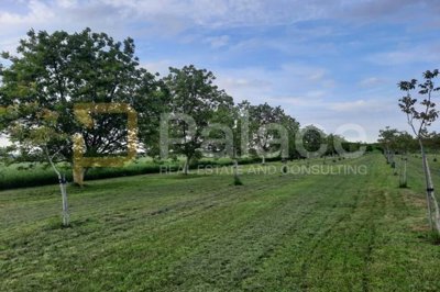 vocnjak-poljoprivredno-zemljiste-petrijevci-10500m2-prilika_5