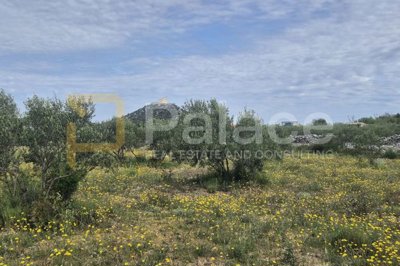 uredjeni-maslinik-s-pristupnim-putem-1000-m2_4