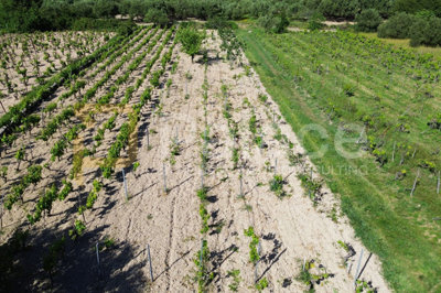 prodaja-vinograda-700m2-donje-polje_10
