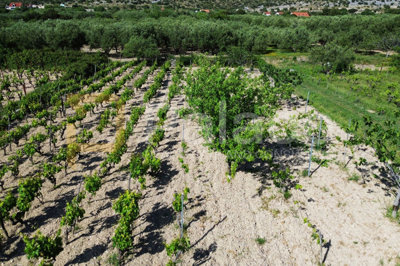 prodaja-vinograda-700m2-donje-polje_11