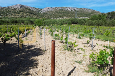 prodaja-vinograda-700m2-donje-polje_7