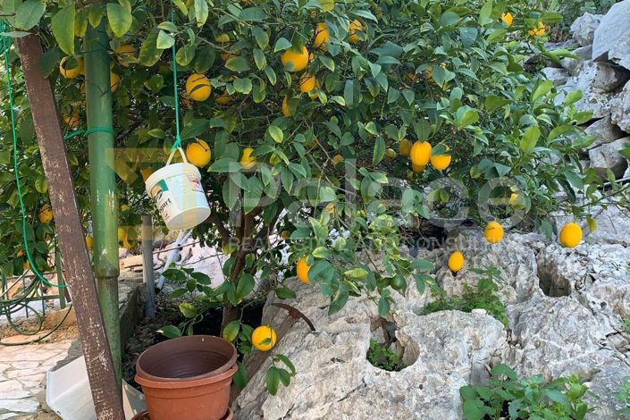 Image No.17-3 Bed House for sale