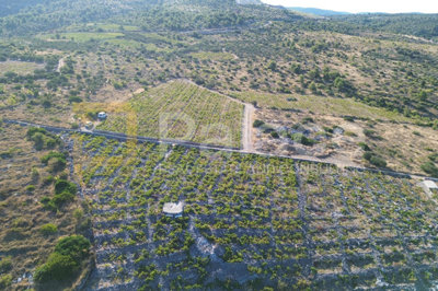 rodni-vinograd-uz-more-u-primostenu-bucavac-6305m2_10