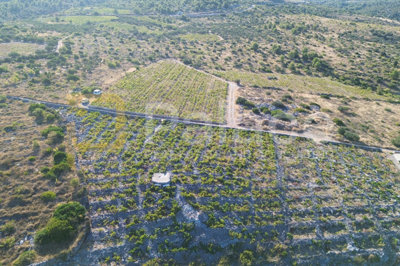 rodni-vinograd-uz-more-u-primostenu-bucavac-6305m2_12