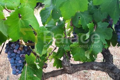 poljoprivredno-zemljiste-s-kucicom-13698-m-vis-smokova_7