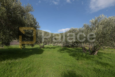 uredjen-i-obradjivan-maslinik-sa-25-maslina-u-pirovcu-1382_1