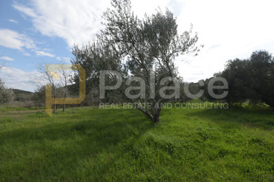 uredjen-i-obradjivan-maslinik-sa-25-maslina-u-pirovcu-1382_10