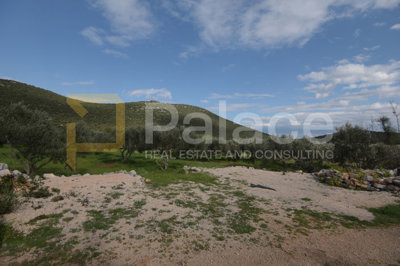 uredjen-i-obradjivan-maslinik-sa-25-maslina-u-pirovcu-1382_13