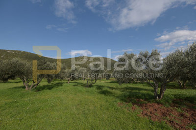 uredjen-i-obradjivan-maslinik-sa-25-maslina-u-pirovcu-1382_3