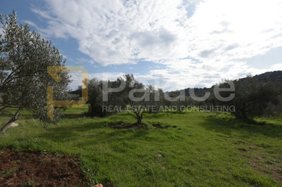 uredjen-i-obradjivan-maslinik-sa-25-maslina-u-pirovcu-1382_4