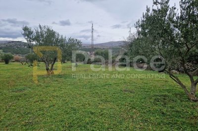 uredjeni-maslinik-dubrava-kod-sibenika-2798-m2_1