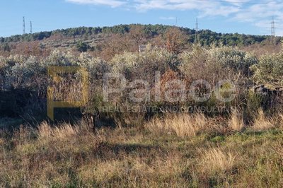 maslinik-s-20-maslina-bilice-podlukovnik-838-m2_2