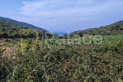 poljoprivredno-zemljiste-na-visu-7127-m2_8